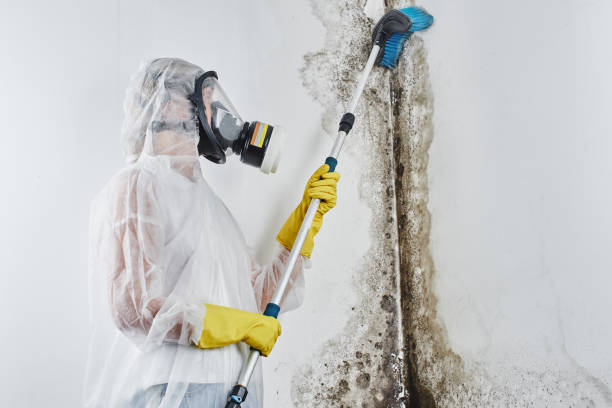 Best Mold Testing and Inspection Services in Hancock, MI