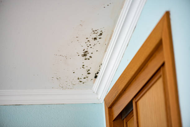 Best DIY Mold Remediation Support Services in Hancock, MI