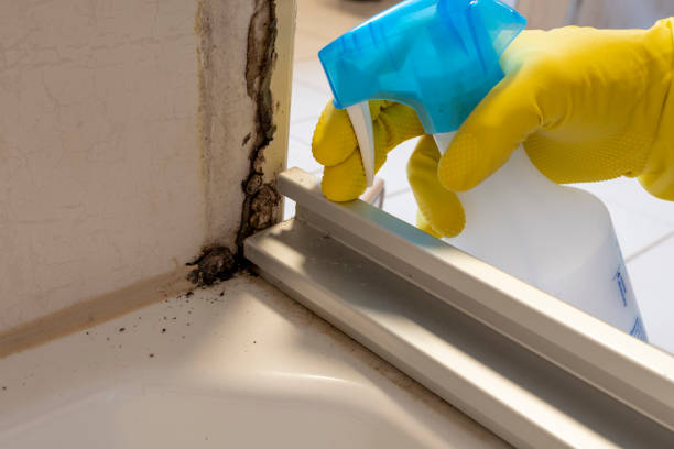 Best Commercial Mold Remediation in Hancock, MI
