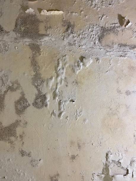 Best Post-Flood Mold Remediation in Hancock, MI