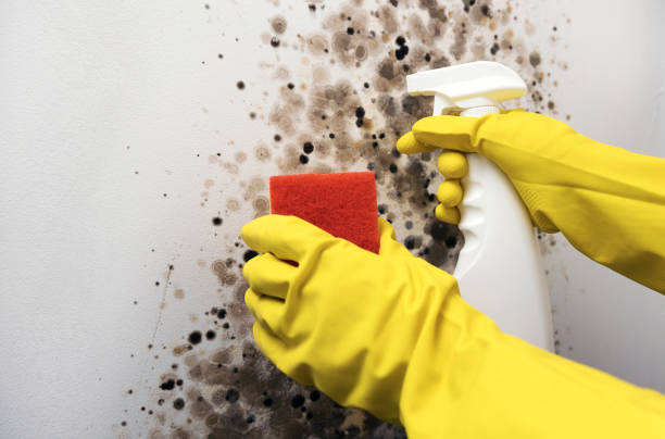 Best Attic Mold Remediation in Hancock, MI