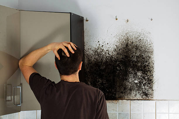 Best Kitchen Mold Remediation in Hancock, MI