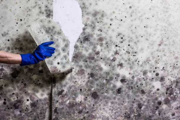 Best Bathroom Mold Remediation in Hancock, MI