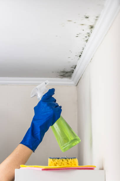 Best White Mold Remediation in Hancock, MI