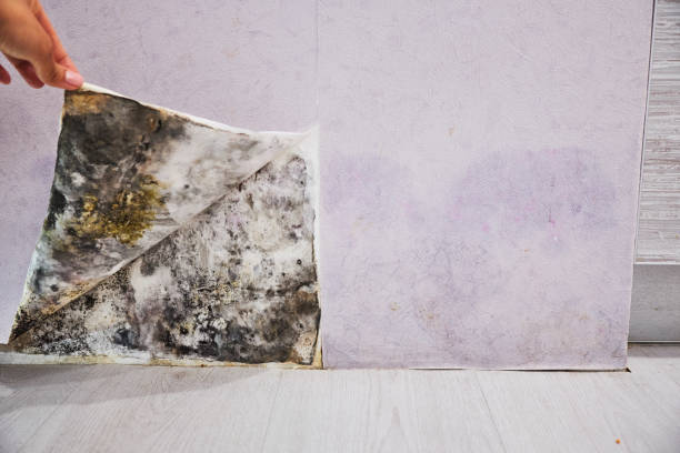 Best Residential Mold Remediation in Hancock, MI
